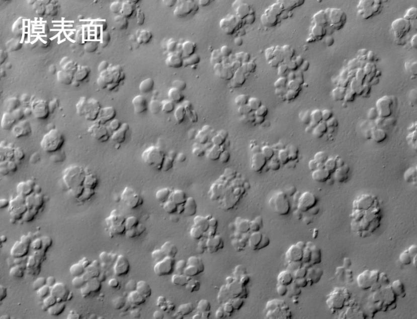 7790�ط������ս��ʽĤ�羵��Ƭ